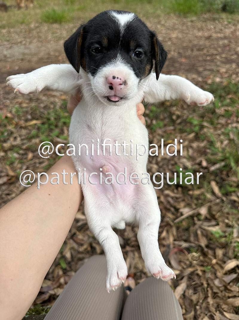 Filhote macho Jack Russell Terrier tricolor vendido